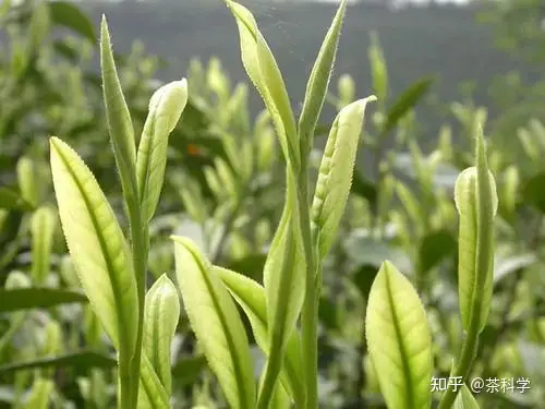 云南白化茶树种质——勐海黄叶（Menghai Huangye）（普洱黄金叶茶的特点）