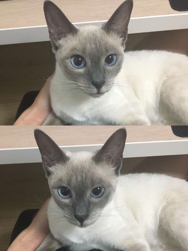 养猫新手,养母蓝猫和公暹罗猫,那个更合适!