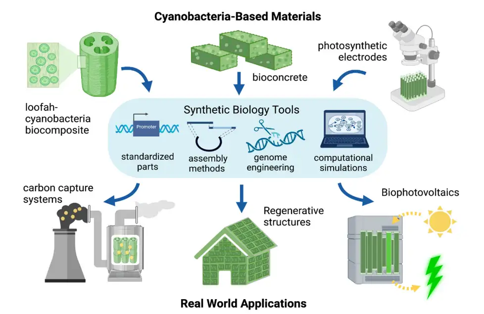 Materials Today Bio | 结合合成生物学开发基于蓝藻的新生物材料的进展