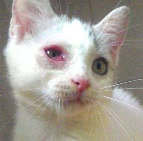 两个月的小猫得了结膜炎请问容易好吗会不会复发