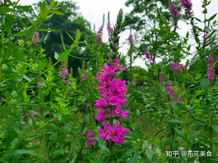 【二十四节气·夏至】日北至，日长之至，日影短至，故曰夏至