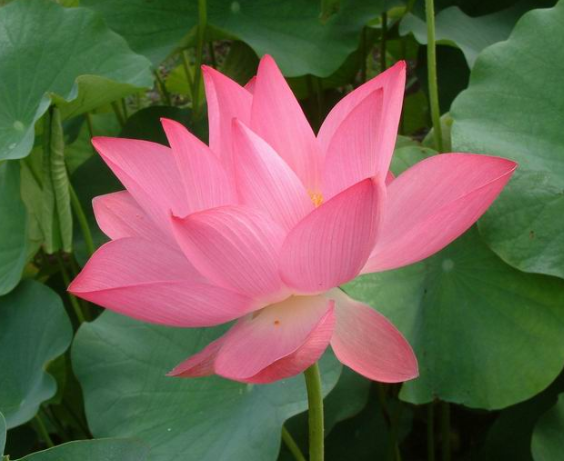 莲商会中国文学中的莲花有哪些含义 知乎