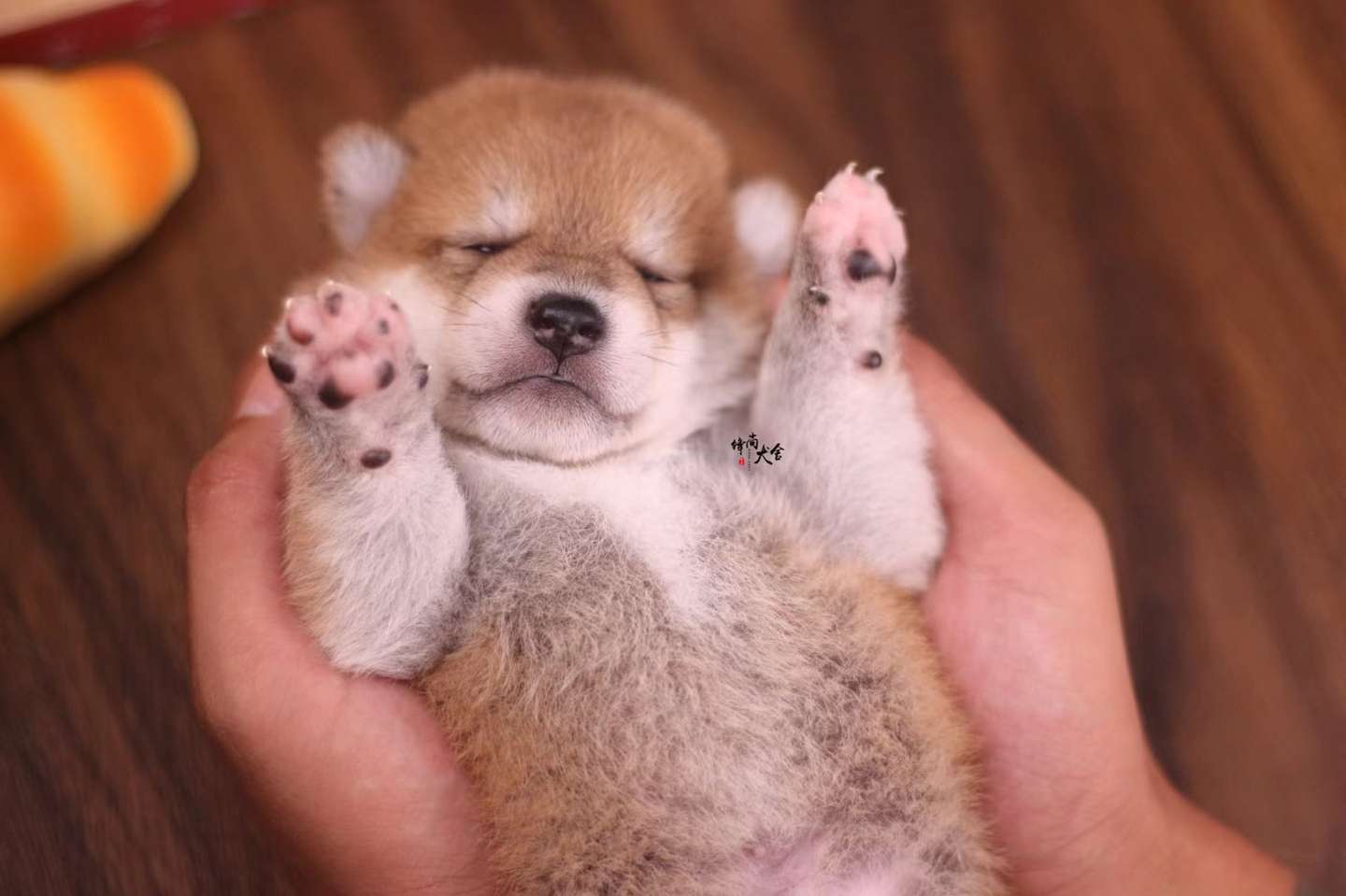 柴犬喂养的终极方法 一秒喂成猪 知乎