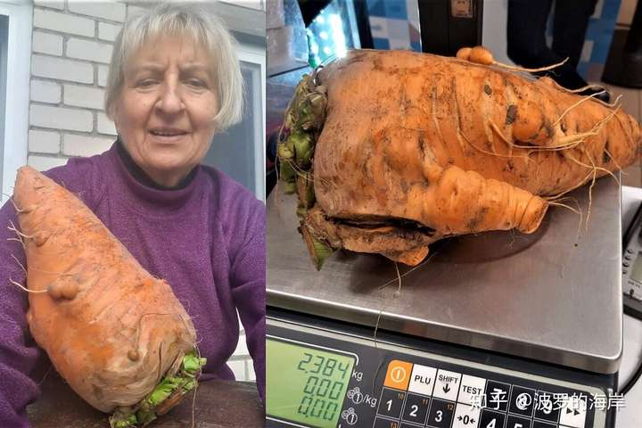 立陶宛家庭收获巨型胡萝卜