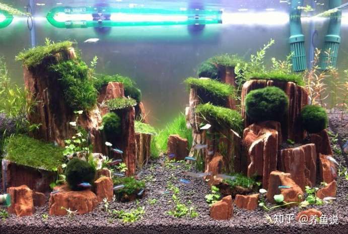 避坑指南 怎么区分水草泥和陶粒 陶粒假冒水草泥的坑你踩过吗 知乎