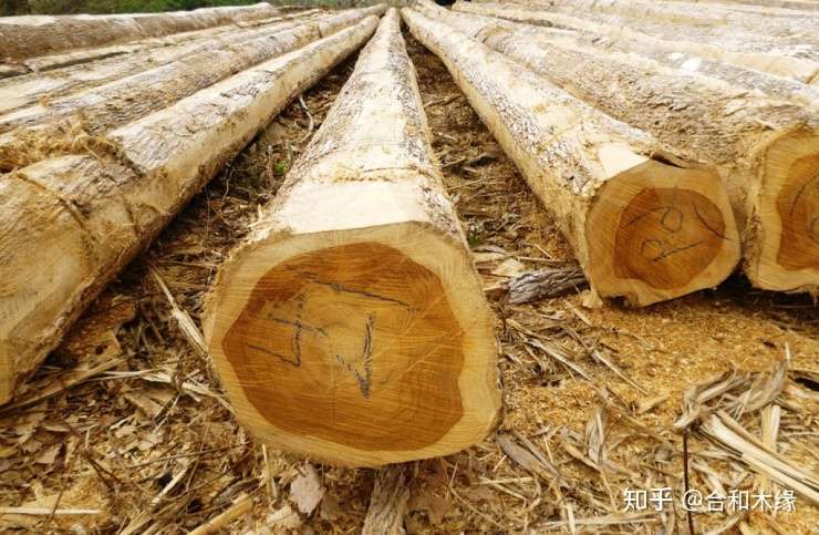 家具木材美誉 连载篇二 天赐良名 万木之王 的柚木有争议 知乎