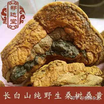 什么是桑黄，桑树桑黄怎么辨别好坏，多少钱一斤，一文全懂（桑树桑黄怎么用效果好）