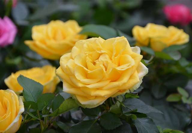 盘点一年四季都开花的十大植物 知乎