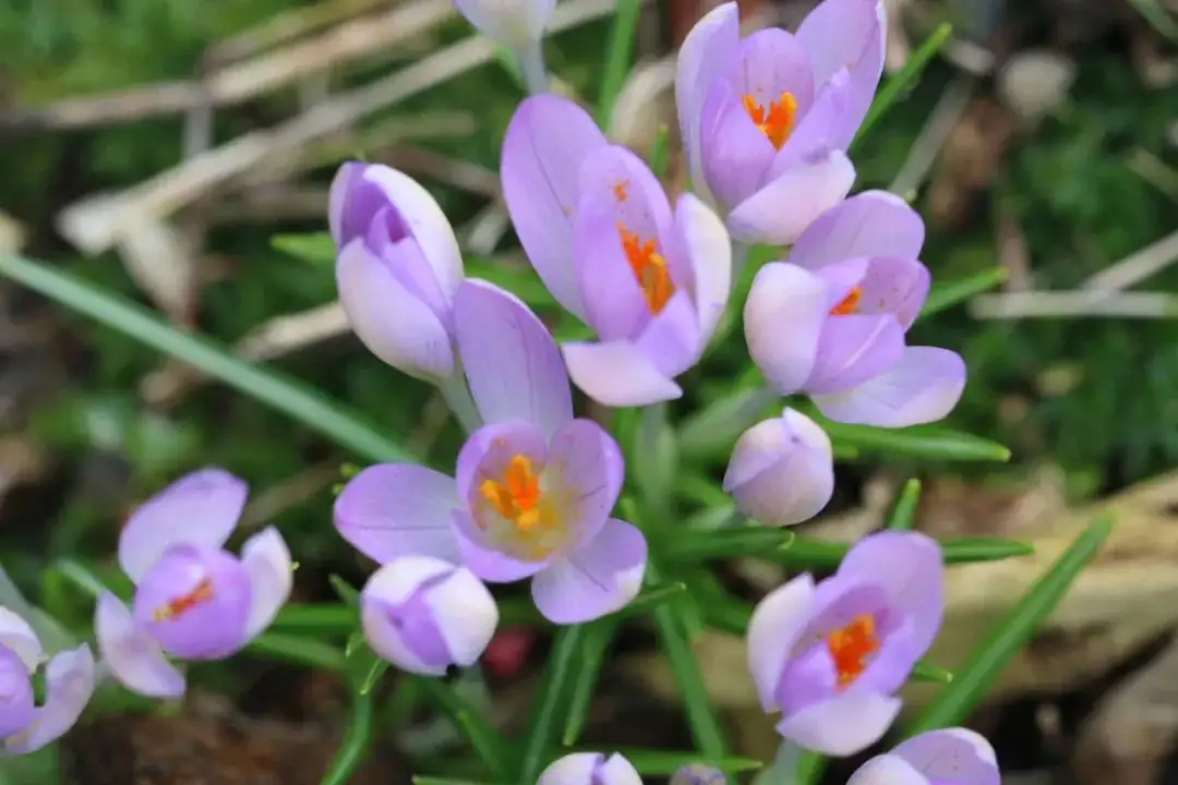 荷兰早春常见花 知乎
