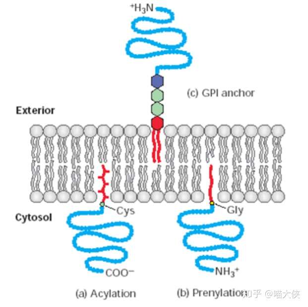 如何解释生物学中的膜蛋白