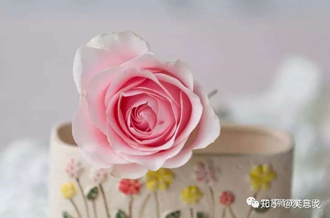 10款粉色玫瑰品种介绍 撩爆你的少女心 知乎 10款粉色玫瑰品种介绍 撩爆你的少女心 知乎