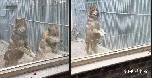 河南一动物园的狼「作揖」讨食被质疑饿肚子，园方称这「是正常习性，每天有喂四斤肉」，真是天生习性吗？