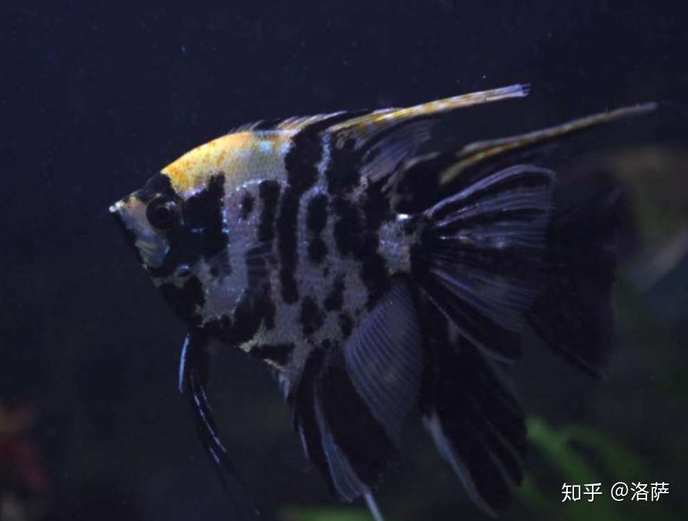 神仙鱼品种有哪些 燕鱼品类鉴赏大全 知乎 神仙鱼品种有哪些 燕鱼品类鉴赏大全 知乎