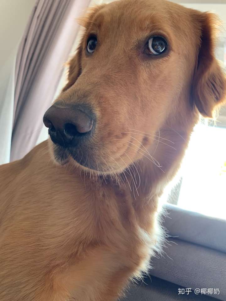 我这只金毛脸怎么这么长啊?