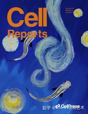 cellreports封面論文國防科大合成生物學研究團隊揭示微重力先天性