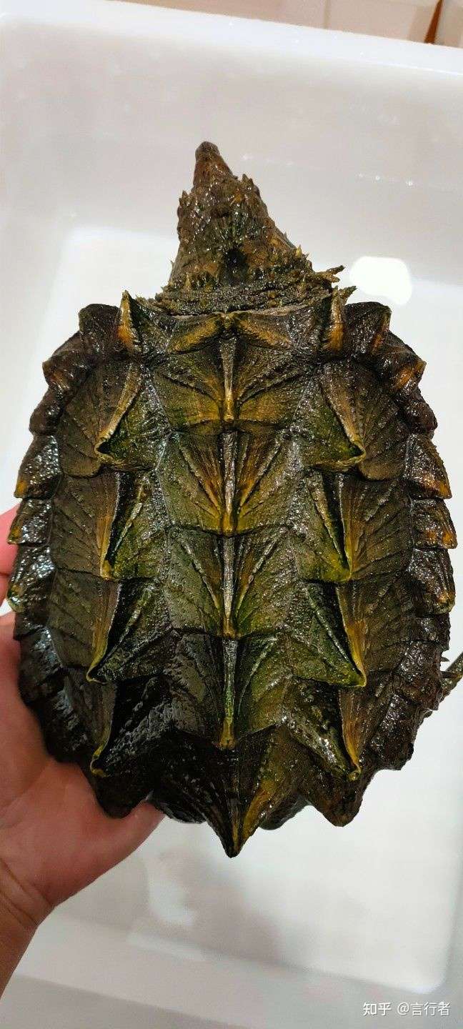 在淘宝买了两只鳄龟 一只大鳄一只小鳄 现在这种天气用喂食吗?