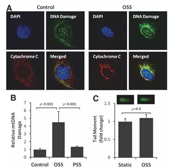 紊亂血流誘導(dǎo)自噬并損傷自噬流以擾亂線粒體穩(wěn)態(tài)