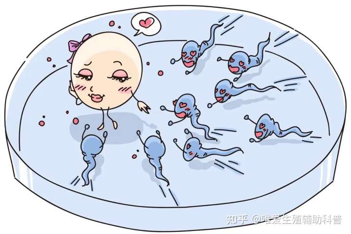 公立医院试管婴儿多少钱一次？一代二代三代费用明细（第一试管网）