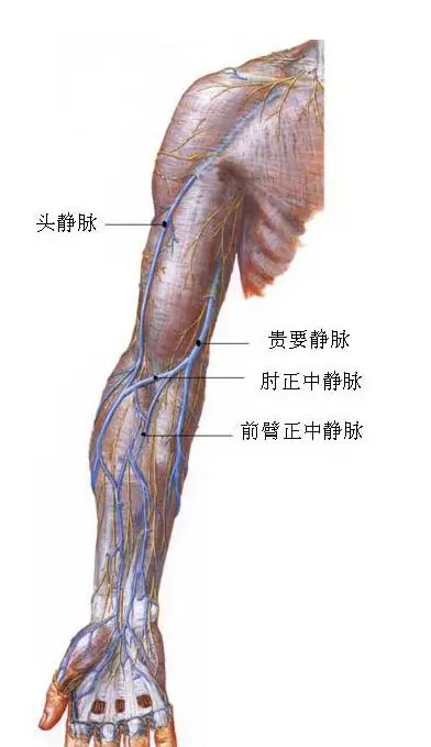 肘正中动脉位置图片