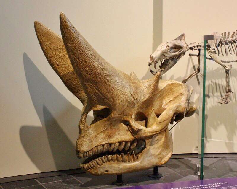 新生代三角龍重腳獸arsinoitherium