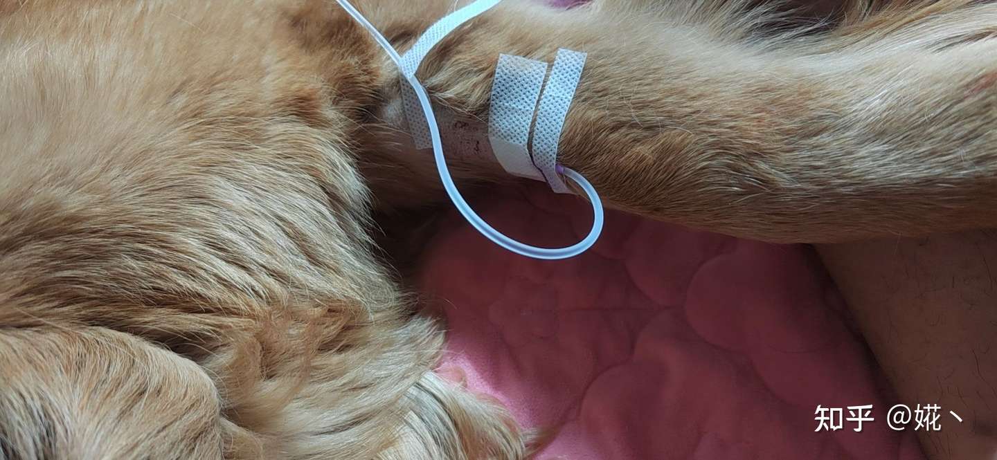 一条骨肉瘤金毛的日常 知乎