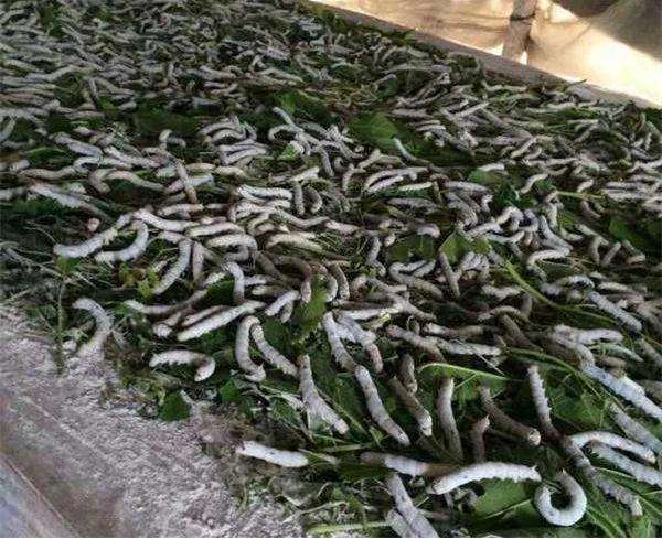 桑蚕丝怎么辨别真假(如何辨别人造丝和桑蚕丝)插图(4) 桑蚕丝怎么辨别真假(如何辨别人造丝和桑蚕丝)插图(4)