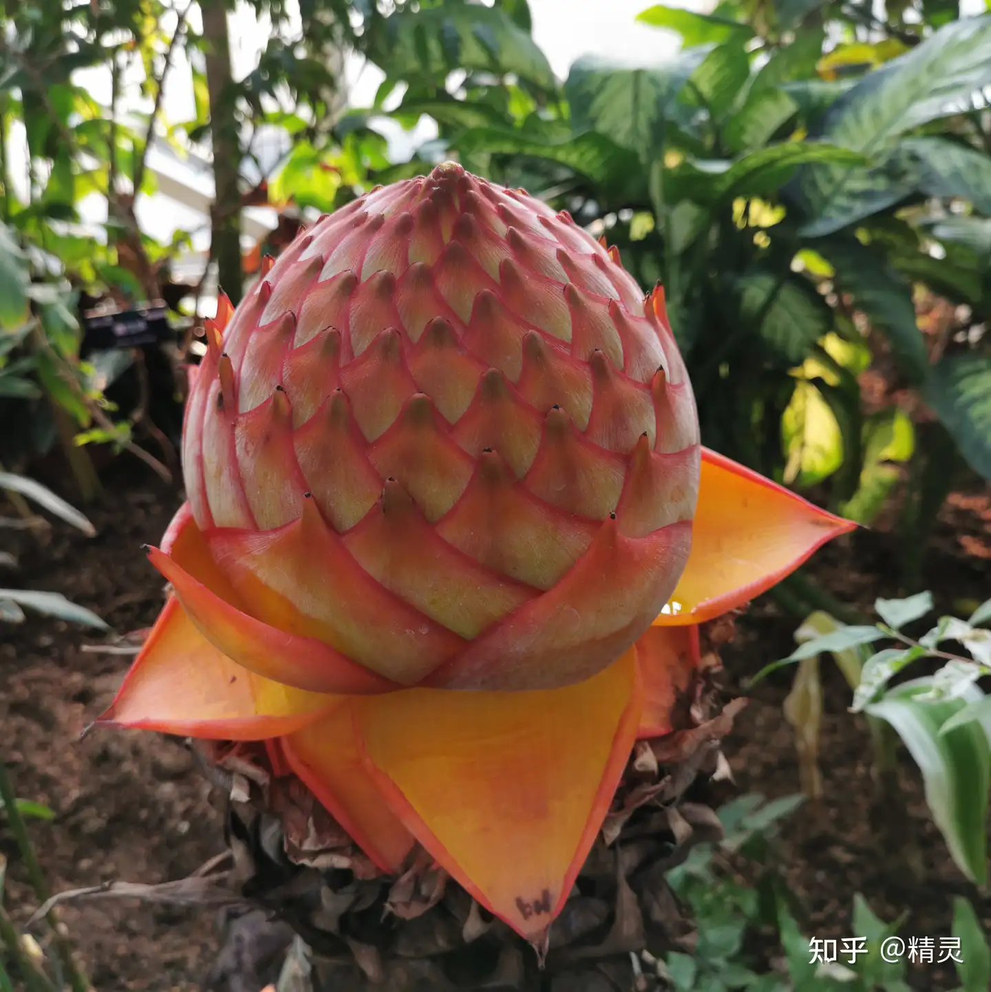 户外金莲