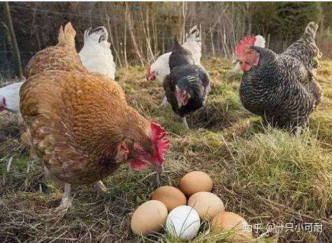 鸡为什么会吃自己下的蛋