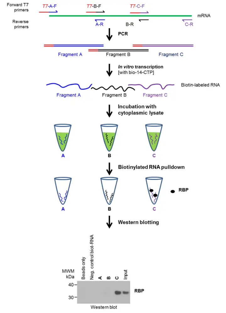 《一文读懂｜RNA Pull-down实验流程（值得收藏）》