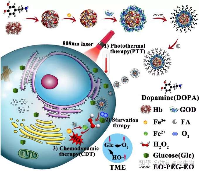 biomaterials丨最新研究开发新型纳米调节器，可实现肿瘤协同治疗！