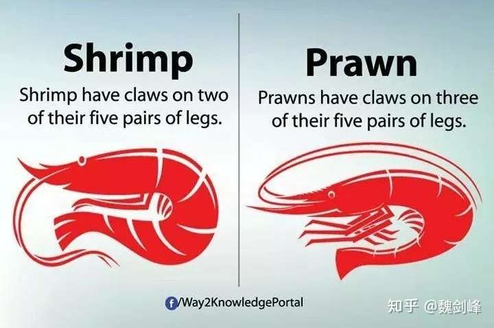 为何养虾会加剧全球变暖 外刊精读 知乎