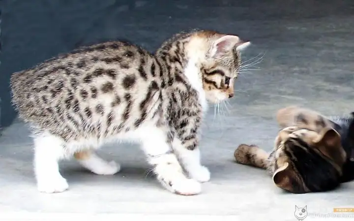 曼岛无尾猫多少钱一只，曼岛无尾猫价格