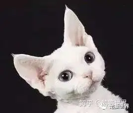 德文卷毛猫？柯尼斯卷毛猫？傻傻分不清晰（德文卷毛和柯尼斯卷毛区别）