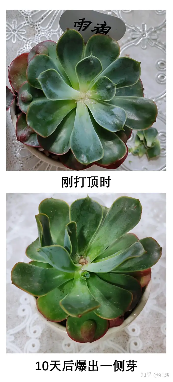 一番の 111、白雪姫 抜き苗 摘心多頭 多肉植物 植物/観葉植物