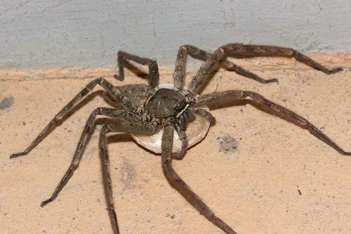 谁知道这是什么蜘蛛?江西的.有毒吗?