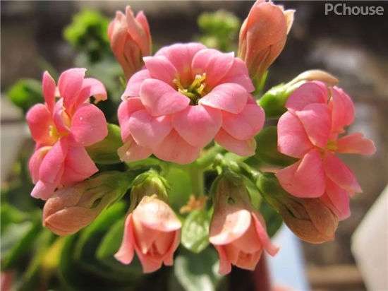 秋冬季选这几种花卉 让家里依然春意常驻 知乎