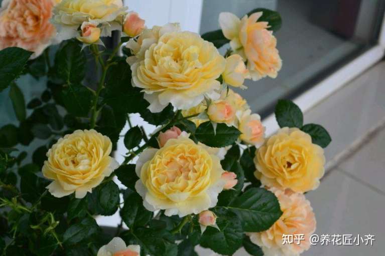 月季冒新芽 防虫防病菌 这个 药罐子 2种药就够了 知乎