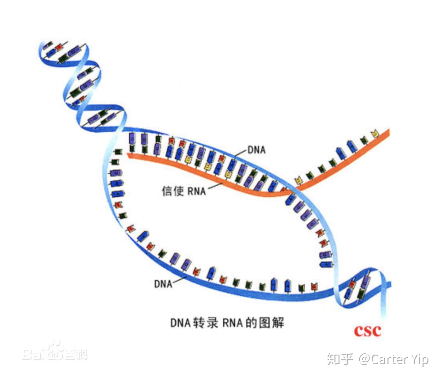 知乎专栏