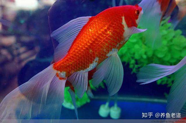 金鱼 锦鲤 草金鱼尾巴上出现红血丝正常吗 知乎