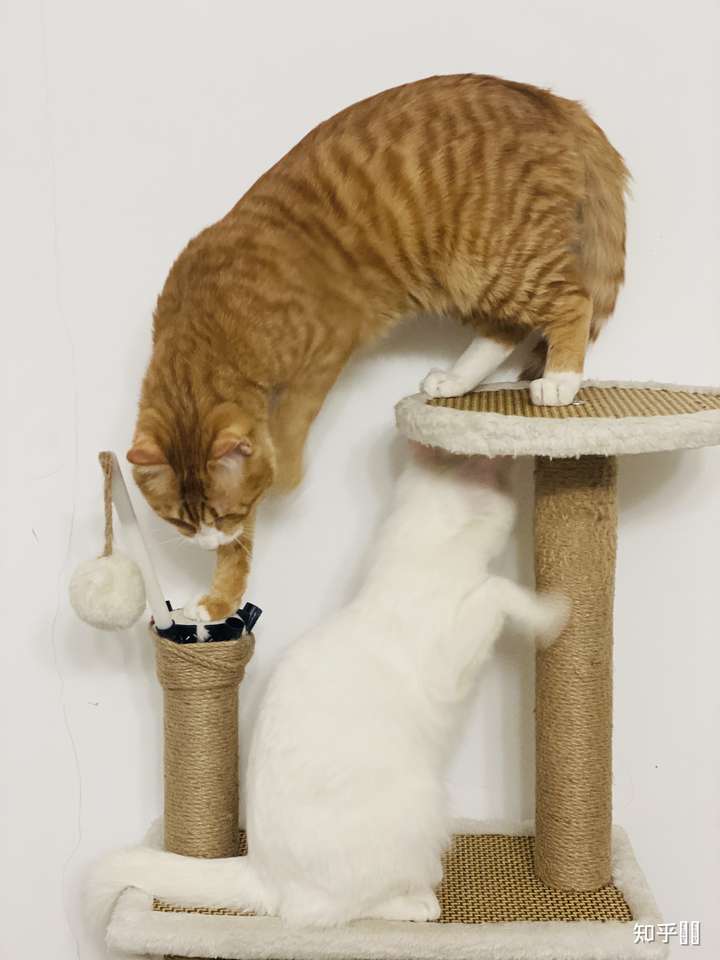 有什么最懒的逗猫方法?
