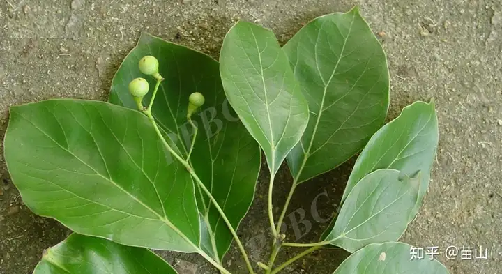 植物大佬们，我突然发现樟（香樟）和油樟好难区分，有谁可以告诉我？ - 知乎