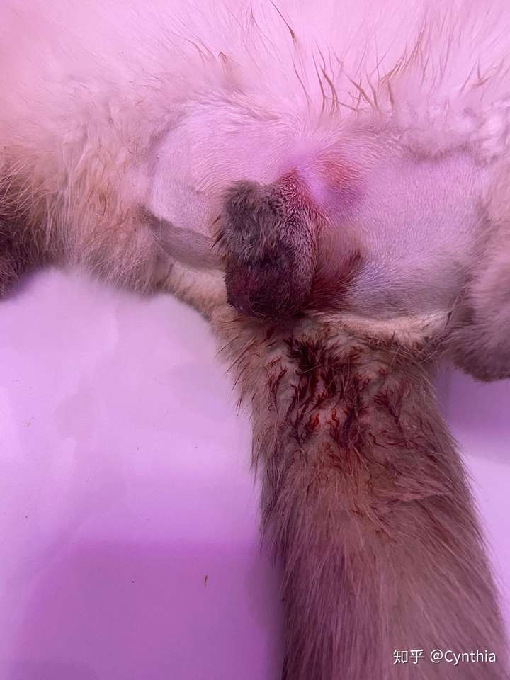 公猫绝育伤口化脓图片图片