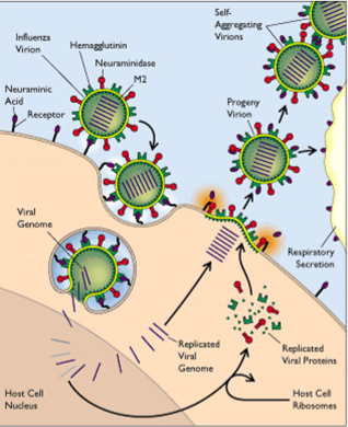 流感病毒侵染细胞的过程(non