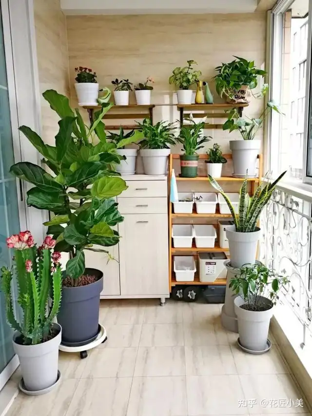 100种花 适合养在阳台上 一个比一个好看 还很好养护 知乎
