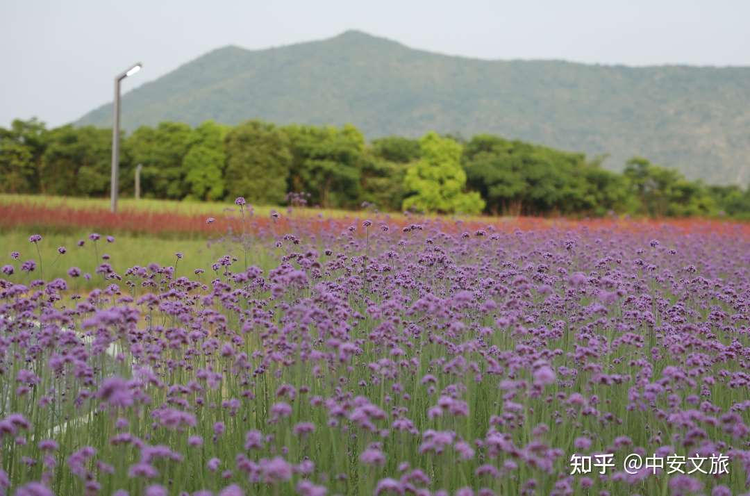 马鞭草 帐篷 湖光水色 一起来感受半汤大风湾的花式浪漫吧 知乎