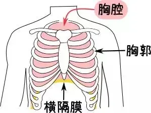 胸腔是由胸骨,胸椎和肋骨围成的空腔