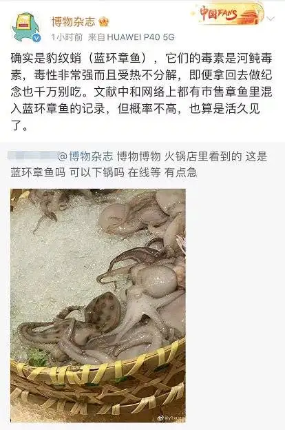 网友吃火锅菜品中发现蓝环章鱼险丧命，专家：毒素为河豚毒素，受热不分解，如何看待此事？