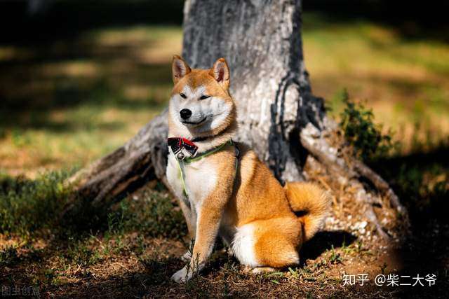 为什么大家都喜欢养日本柴犬不爱养中国土狗 土狗输在哪里 知乎