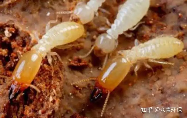 白蚁的天敌是哪些？(白蚁的天敌是哪些动物)