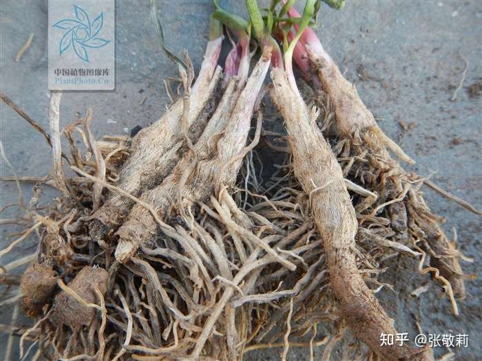 节气物种日历 立春 韭菜 知乎